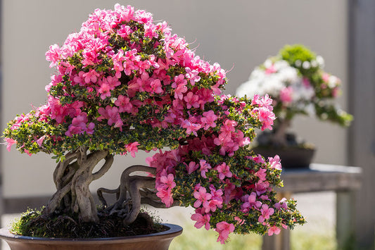 Japanese Azalea Bonsai Tree Care Guide Bonsai Gifts Nursery