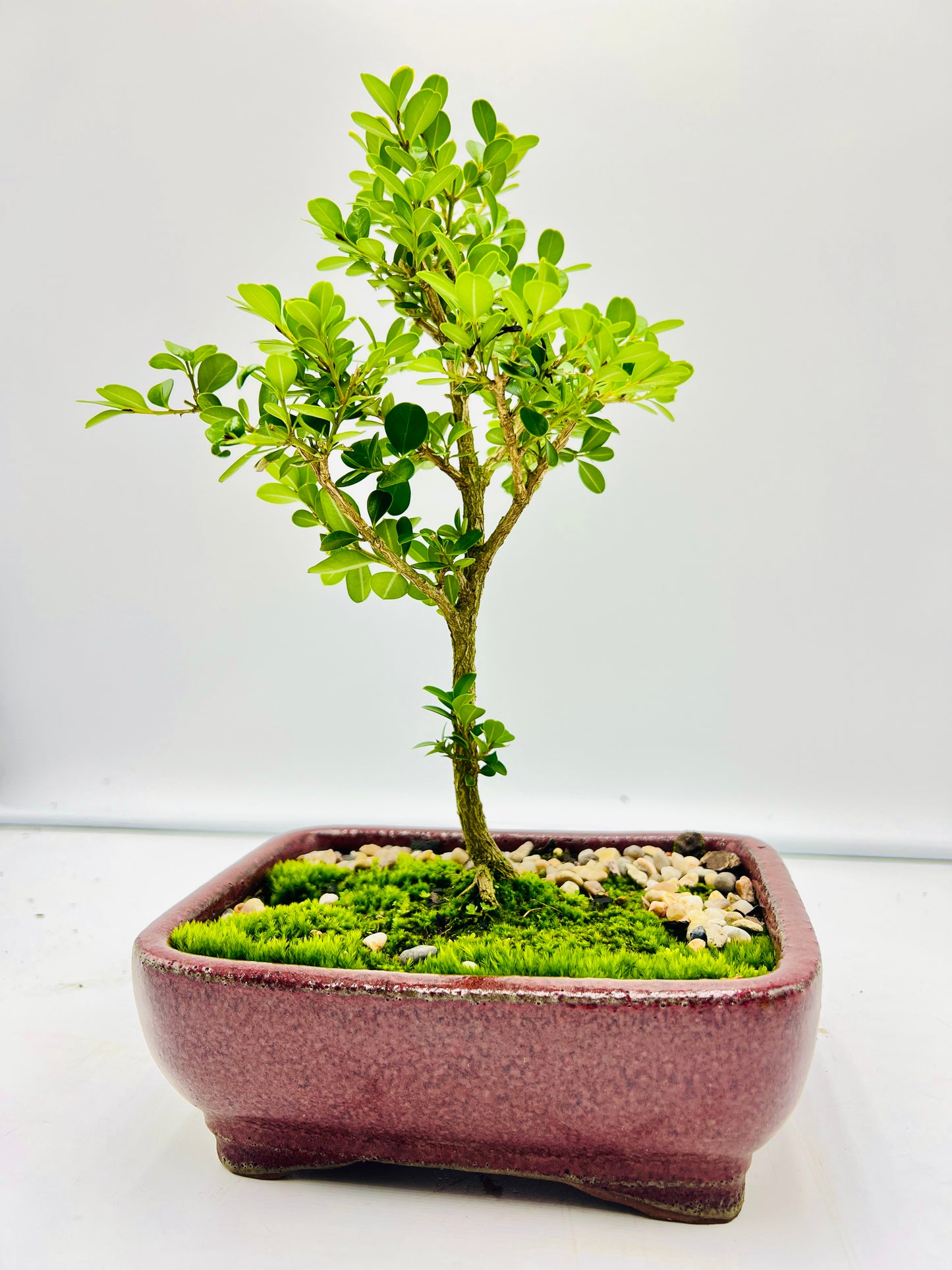 Japanese Boxwood 8" Bonsai Tree - Red Textured Pot With Moss