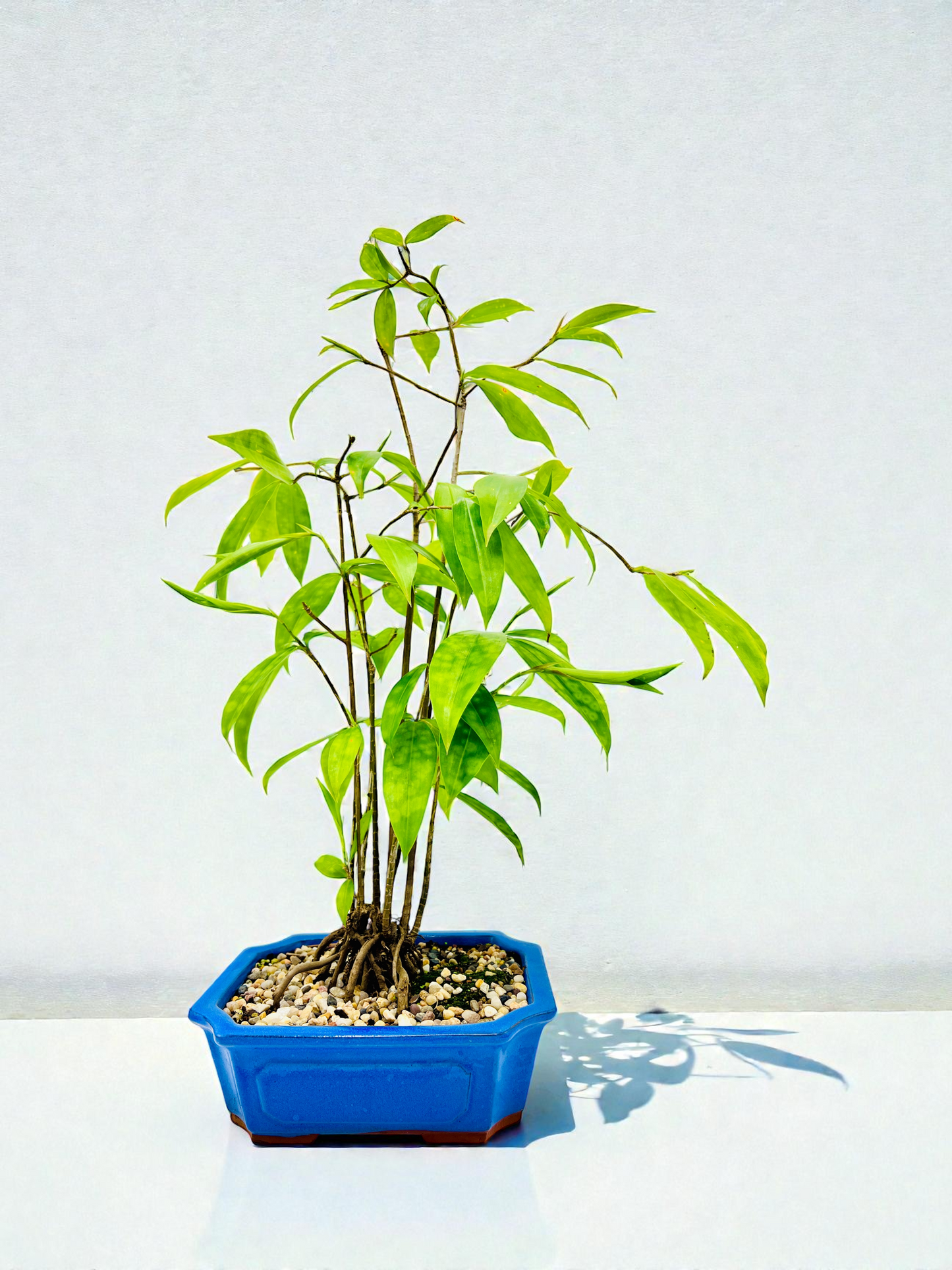 2018 Indoor Dracaena Surculosa 60cm Tall