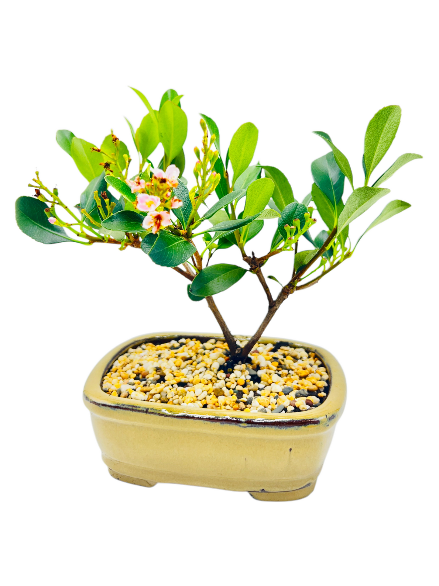 Hawthorn “Cherry Blossom” Bonsai Tree 7 inch