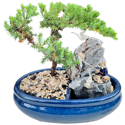 8 Inch Juniper Bonsai Tree With Rock Feature (Oval) - Bonsai Gifts Nursery