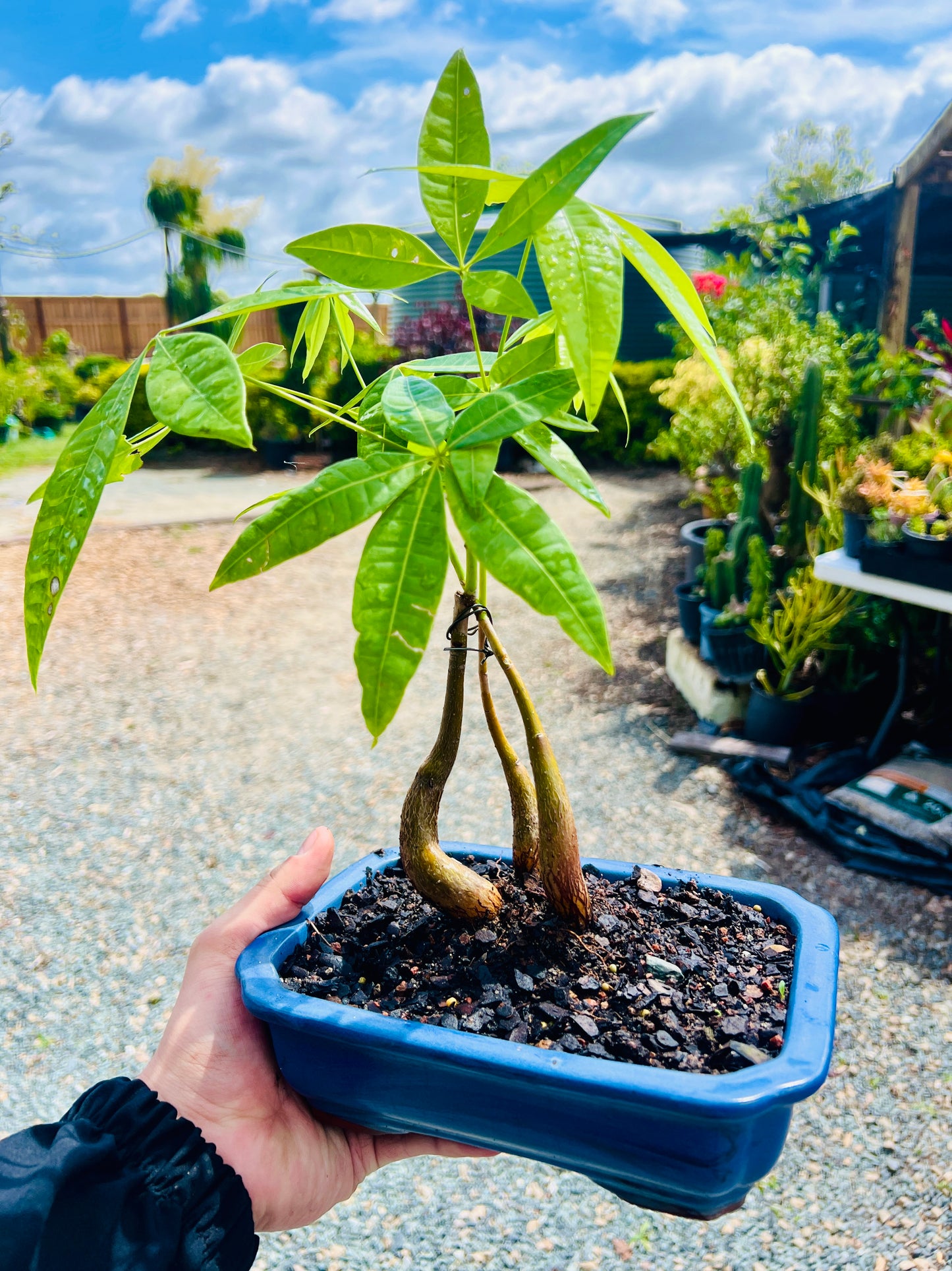 Triple Trunk Indoor Guiana Chestnut “Pachira Aquatica” Bonsai Tree 8 Inch 发财树