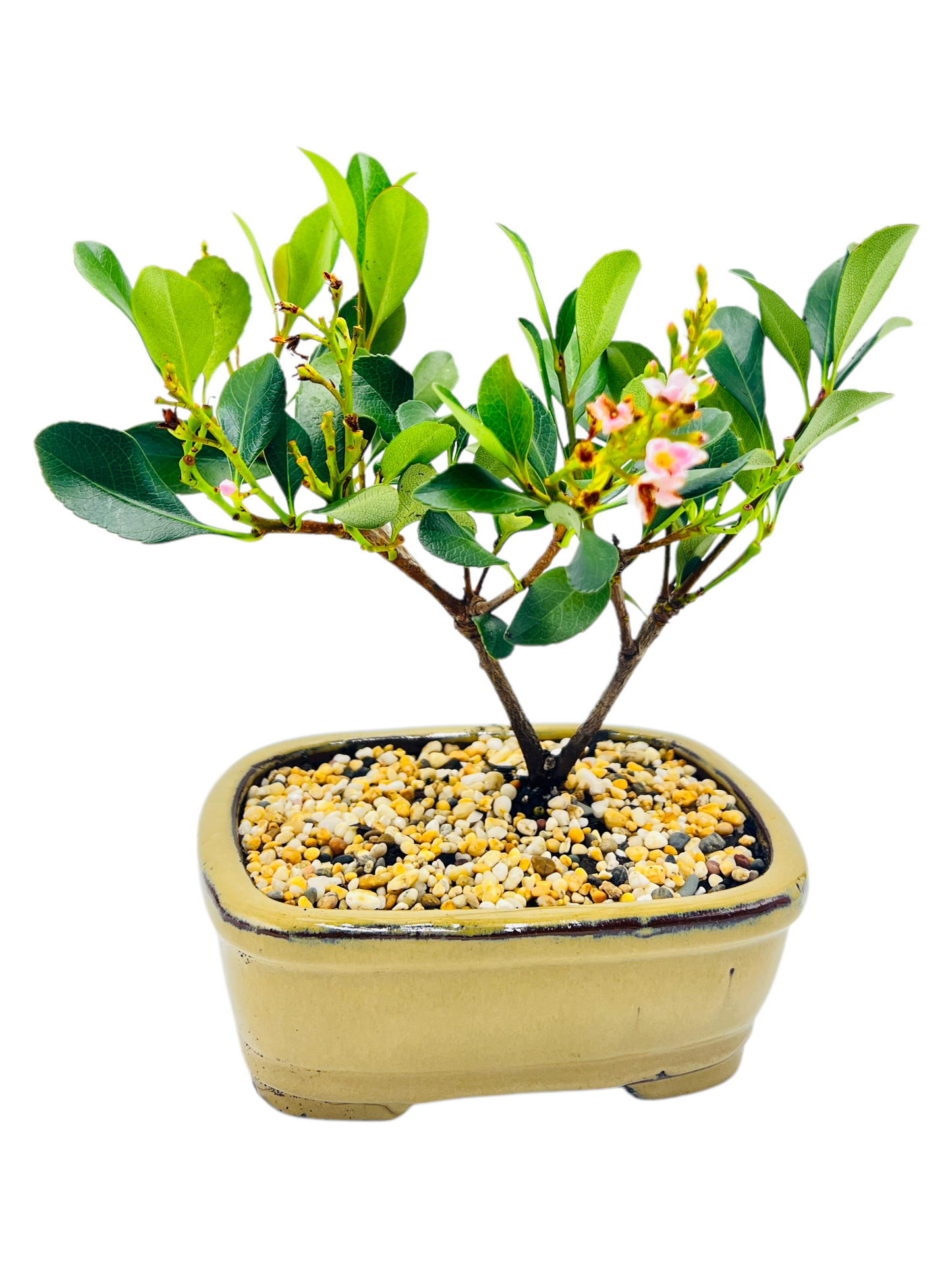 Hawthorn “Cherry Blossom” Bonsai Tree 7 inch