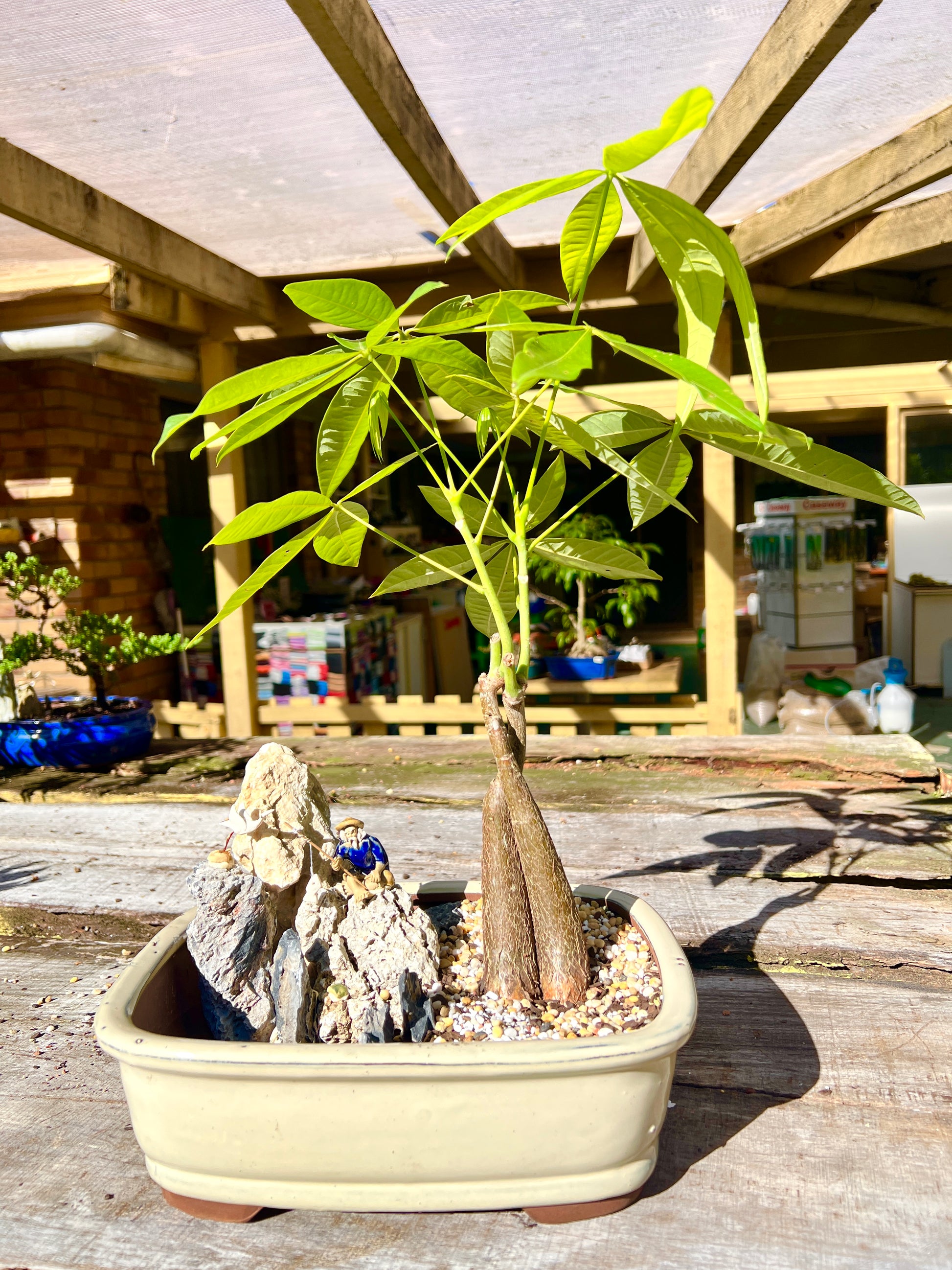 Rock Feature Twin Trunk Braided Indoor Guiana Chestnut “Pachira Aquatica” Bonsai Tree 12 Inch 发财树 - Bonsai Gifts Nursery