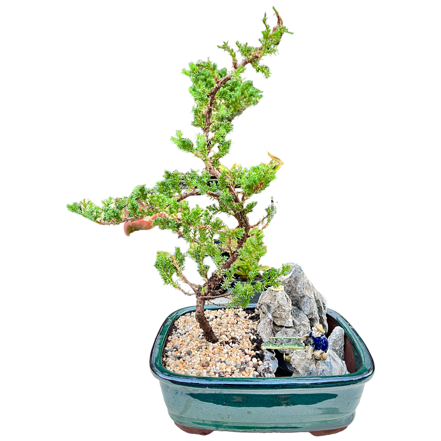 12 Inch Juniper Bonsai Tree With Rock Feature - Bonsai Gifts Nursery