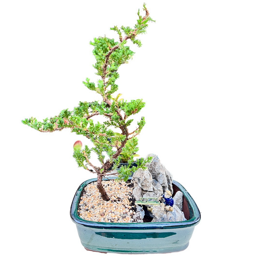 12 Inch Juniper Bonsai Tree With Rock Feature - Bonsai Gifts Nursery