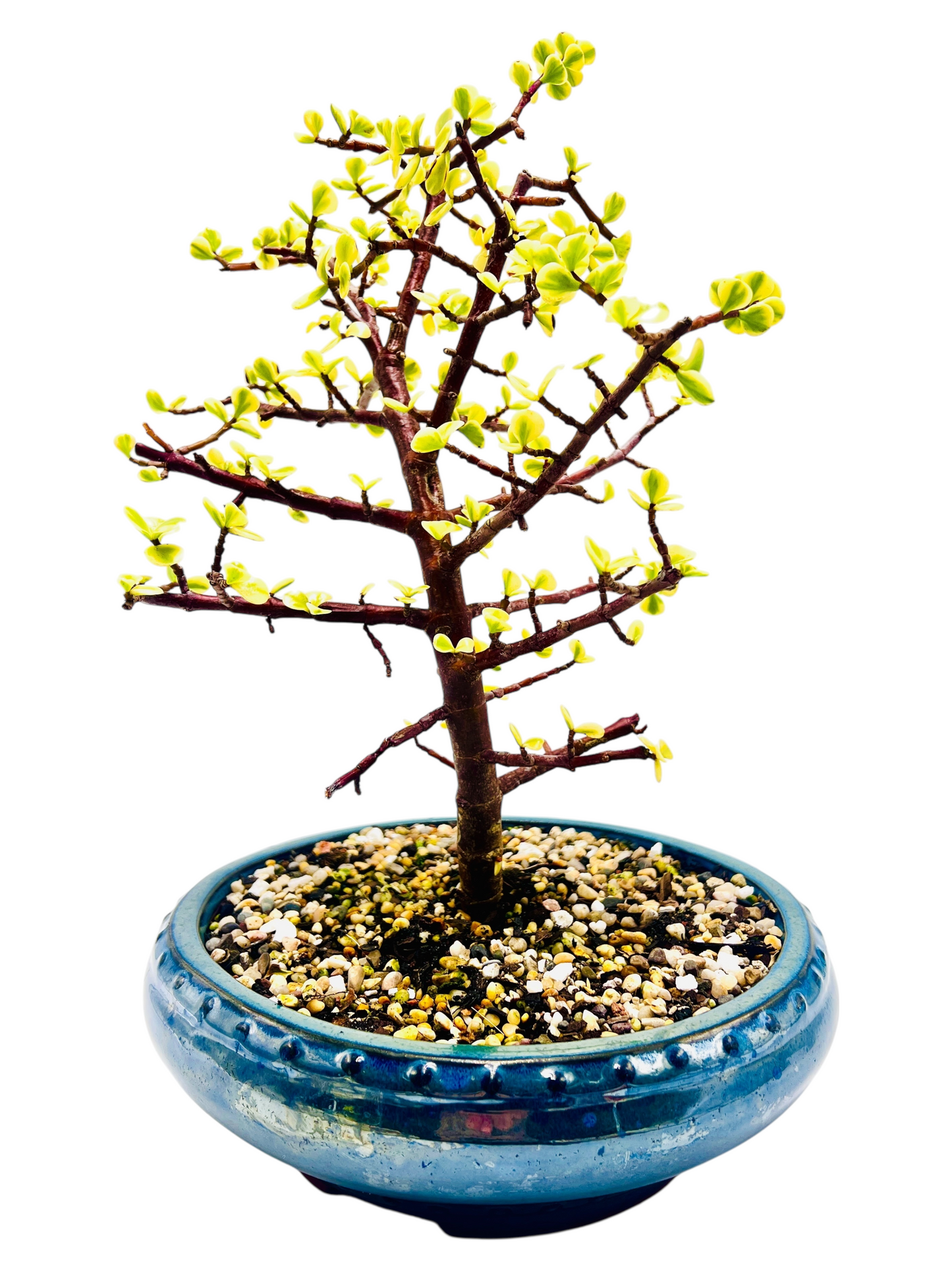 10 Inch Variegated Jade Bonsai Tree
