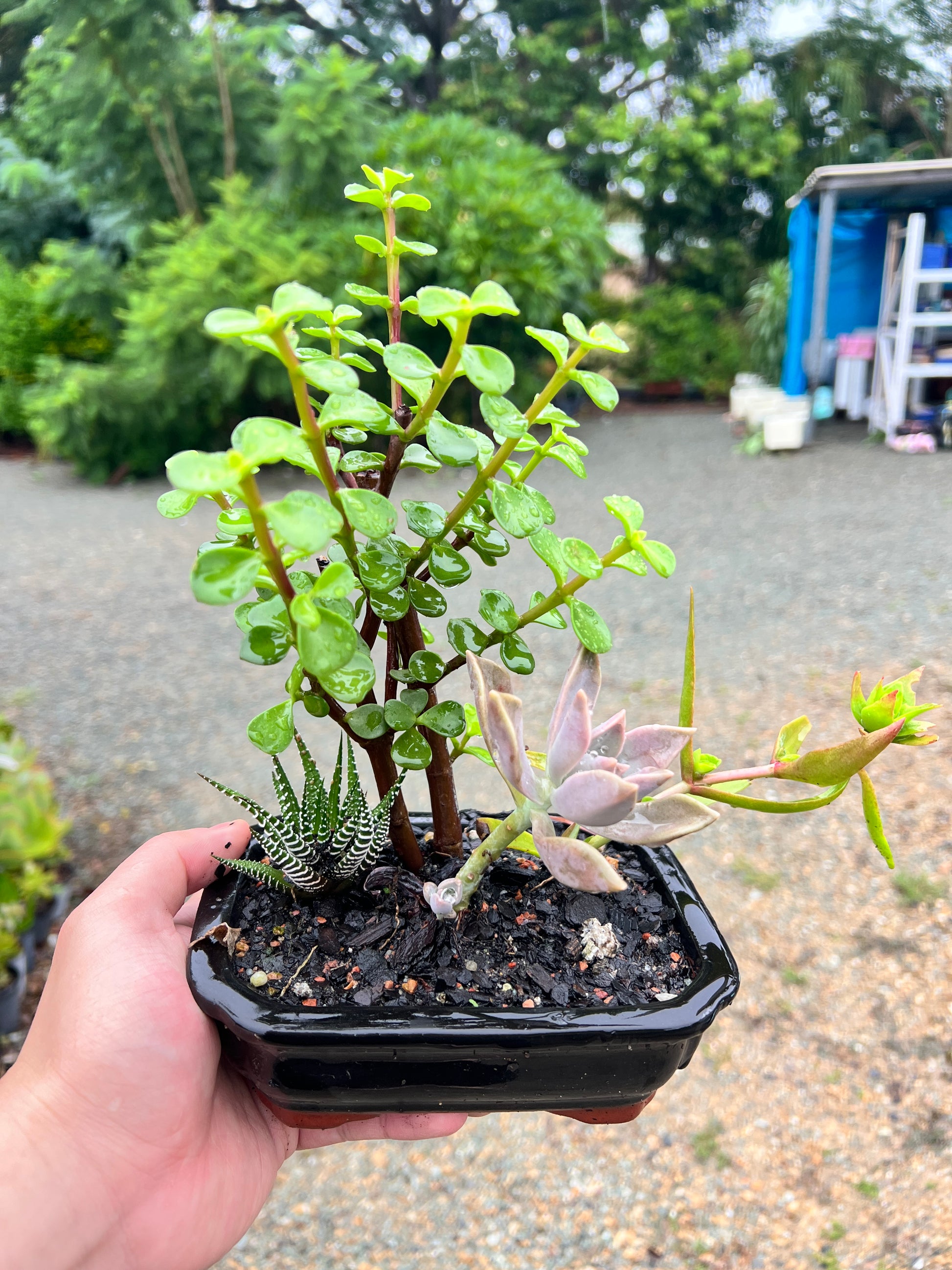 Assorted Succulents Bonsai Tree 6 Inch - Bonsai Gifts Nursery