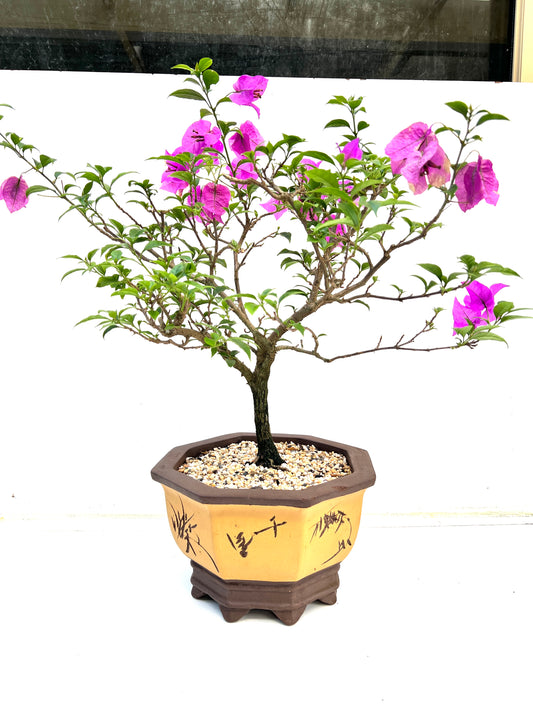 Purple Bougainvillea 8 Years Old 62cm Tall - Bonsai Gifts Nursery