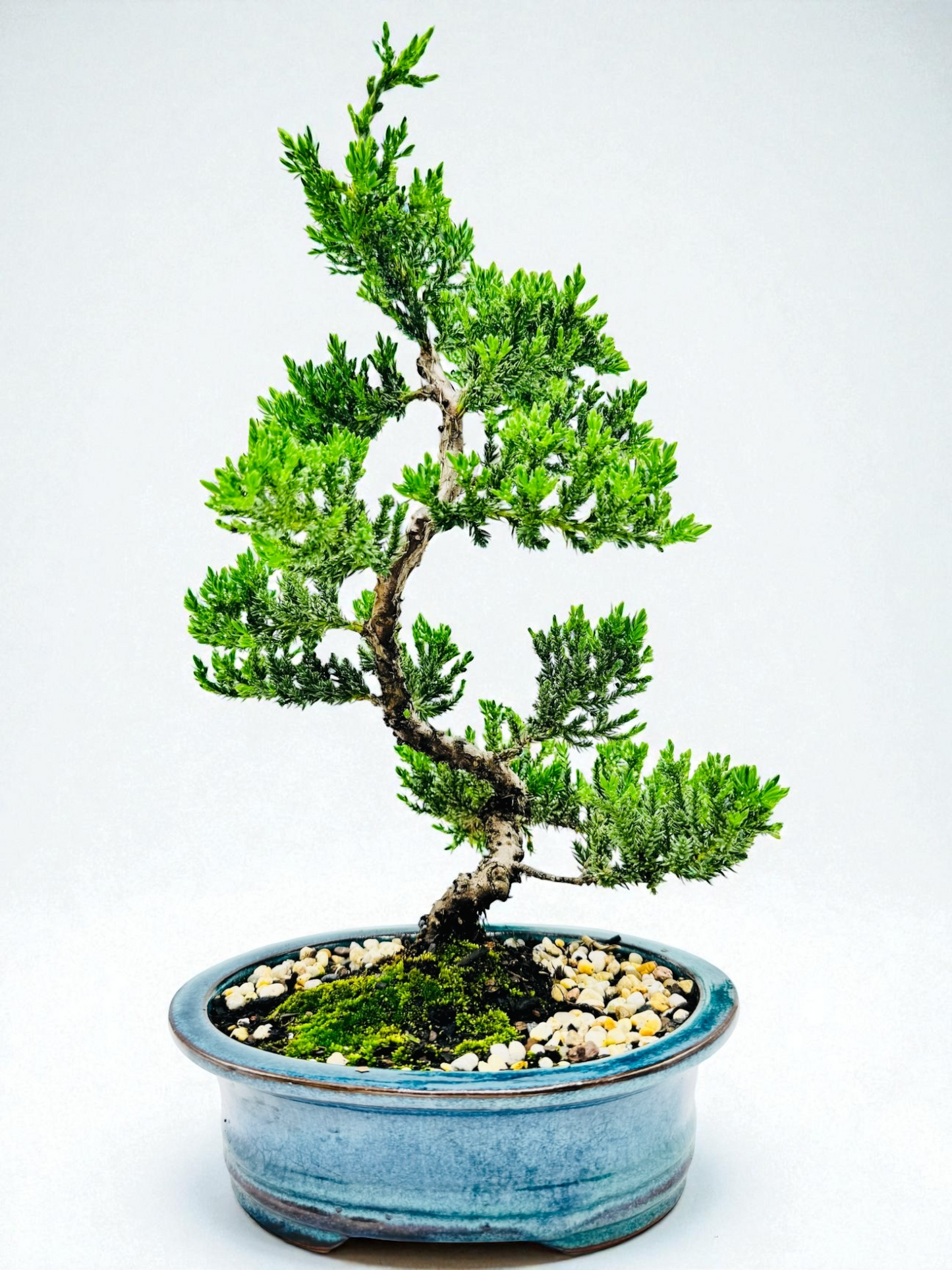 8 Inch Juniper Squamata Bonsai Tree - Teal Oval Pot