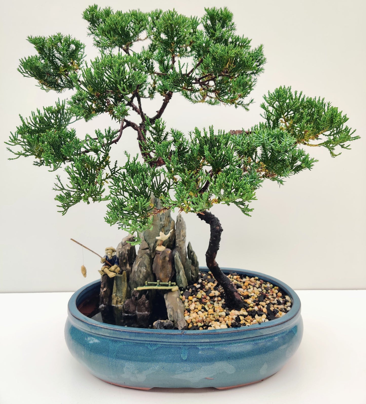 12" Juniper With Rock Feature Bonsai Tree - Bonsai Gifts Nursery