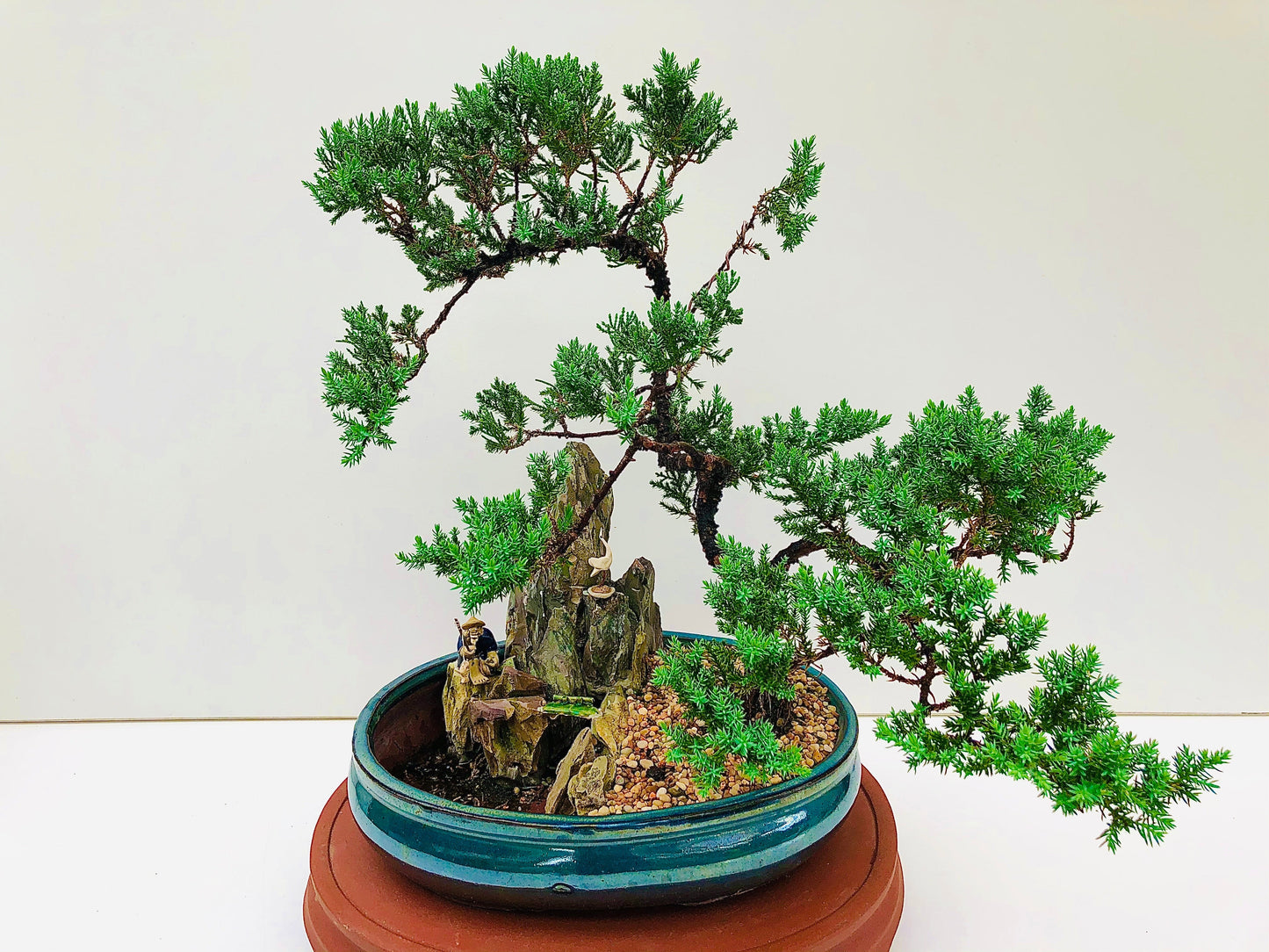 12" Juniper With Rock Feature Bonsai Tree - Bonsai Gifts Nursery