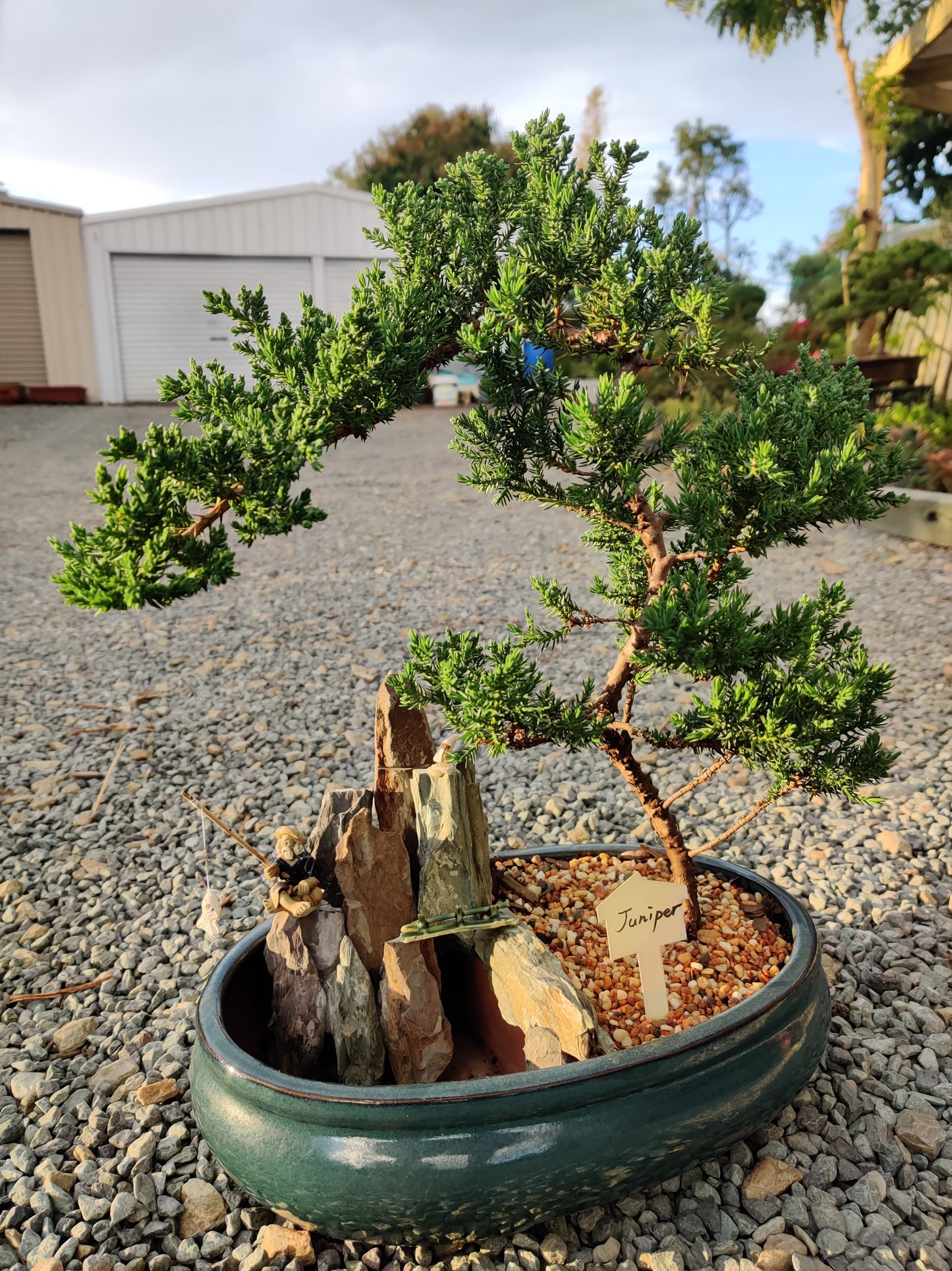 12" Juniper With Rock Feature Bonsai Tree - Bonsai Gifts Nursery