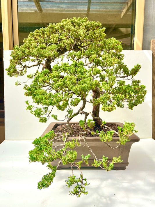 24 Year Old Juniper Squamata Bonsai Tree 85cm Tall - Bonsai Gifts Nursery
