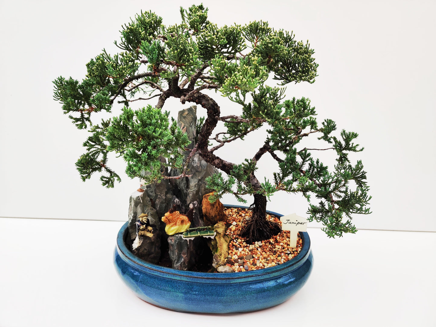 14" Juniper With Rock Feature Bonsai Tree - Bonsai Gifts Nursery