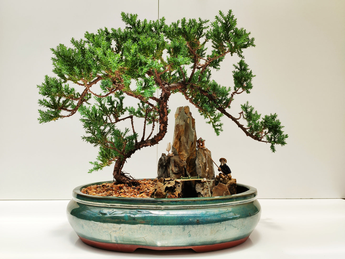 14" Juniper With Rock Feature Bonsai Tree - Bonsai Gifts Nursery