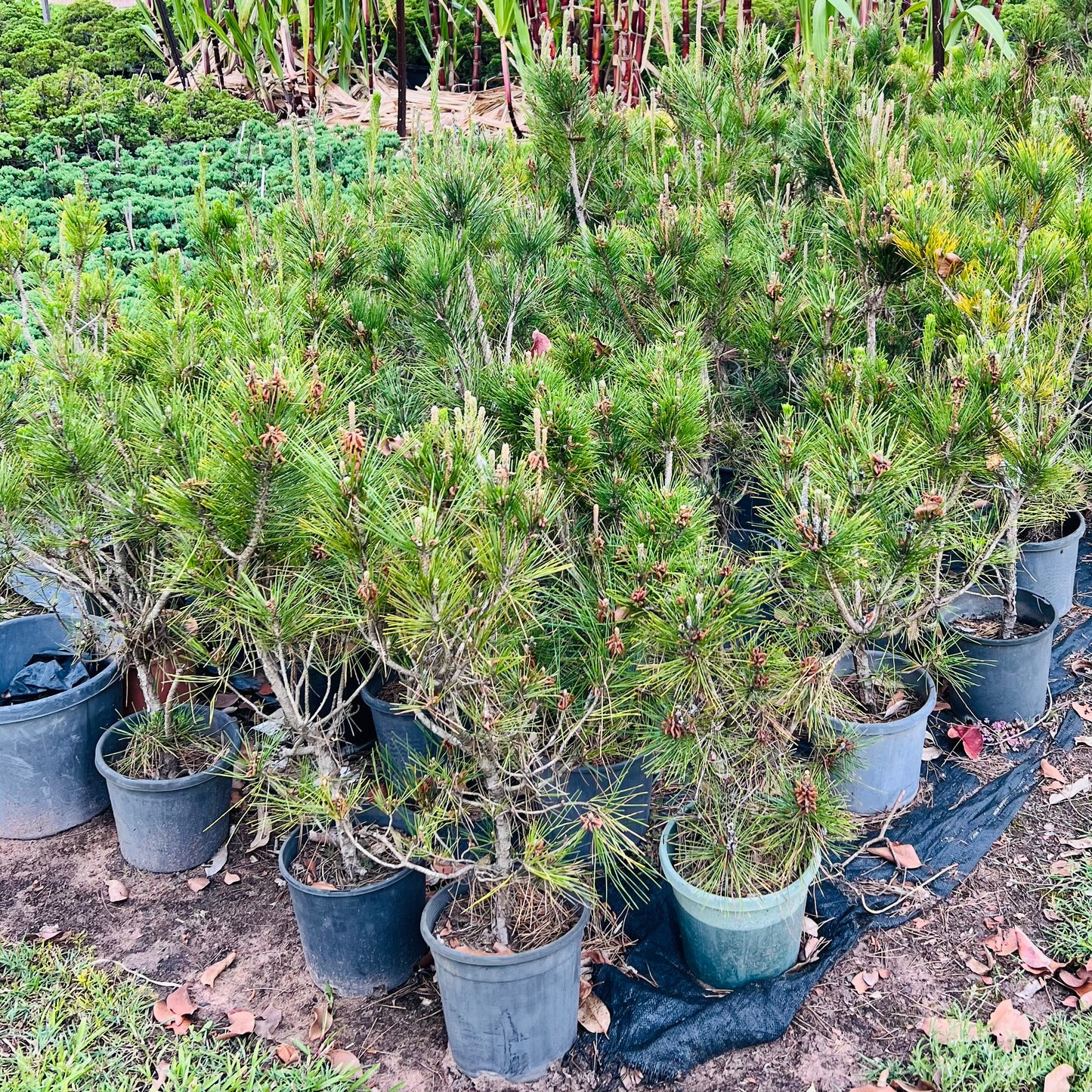 13 Year Old 10” Japanese Black Pine DIY Bonsai Tree
