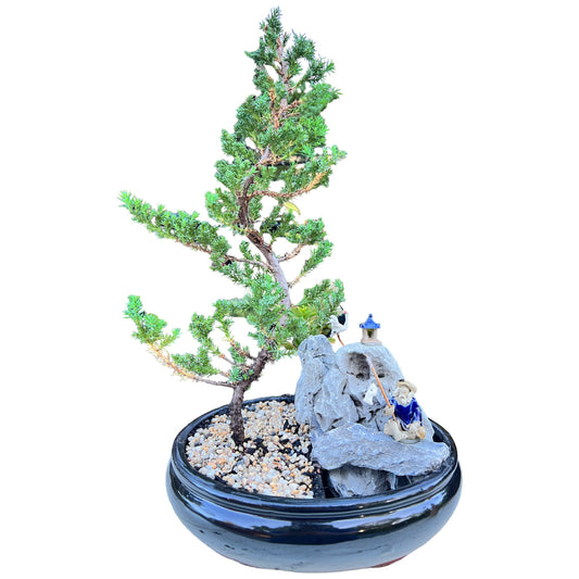 10 Inch Juniper Bonsai Tree With Rock Feature - Bonsai Gifts Nursery