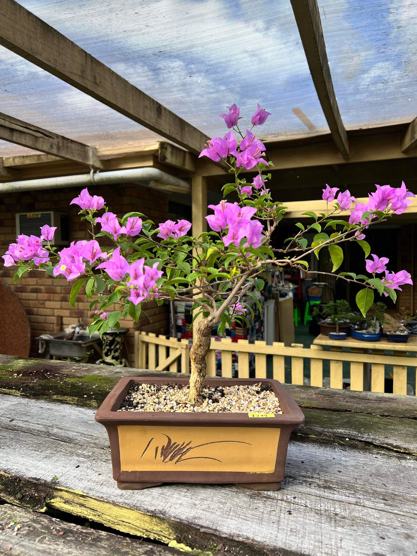 Purple Bougainvillea 10 Years Old 60cm Tall - Bonsai Gifts Nursery