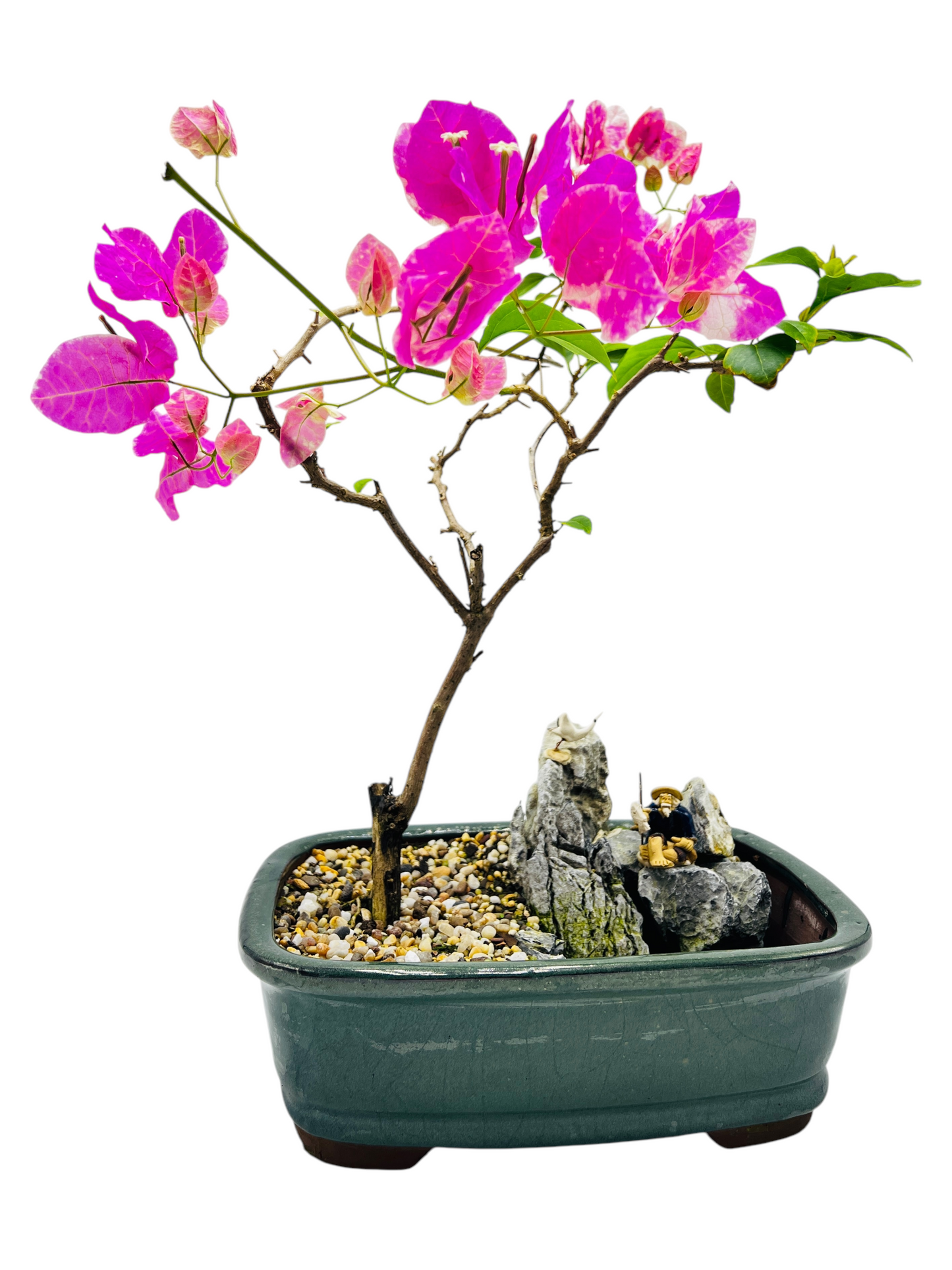 12 Inch White/Pink Flowering Bougainvillea Rock Feature Bonsai Tree