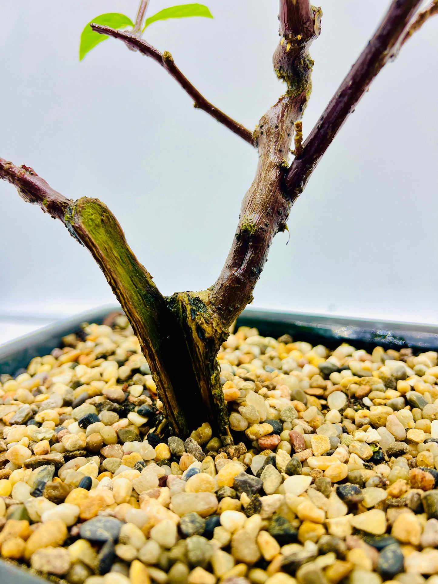 10” White Pink Hybrid Bougainvillea Bonsai Tree - Carved Trunk