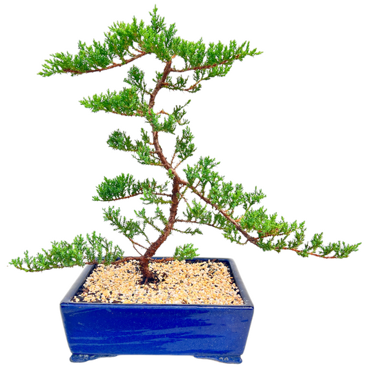 Large Juniper Squamata Bonsai Tree 12 Inch - Bonsai Gifts Nursery