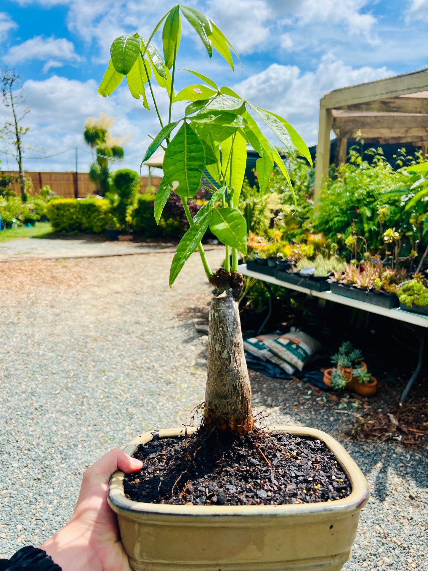 2018 Indoor Guiana Chestnut “Pachira Aquatica” Bonsai Tree 10 Inch 发财树