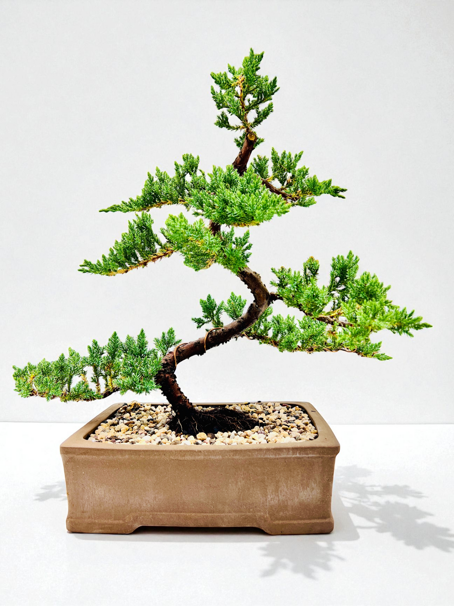 2013 Advanced Twisted Trunk Juniper Squamata Bonsai Tree