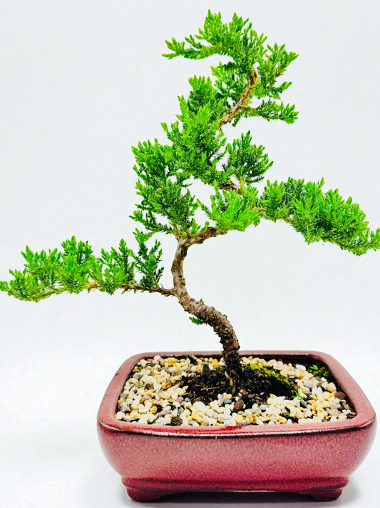 8 Inch Juniper Squamata Bonsai Tree - Red Rectangular Pot