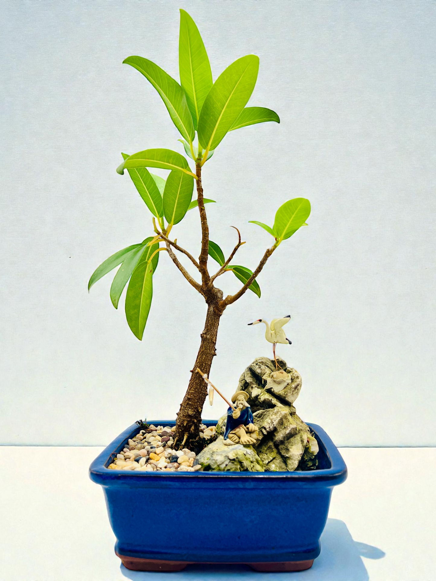 Rock Feature Small Leaf Fig Bonsai Tree 7 Inch