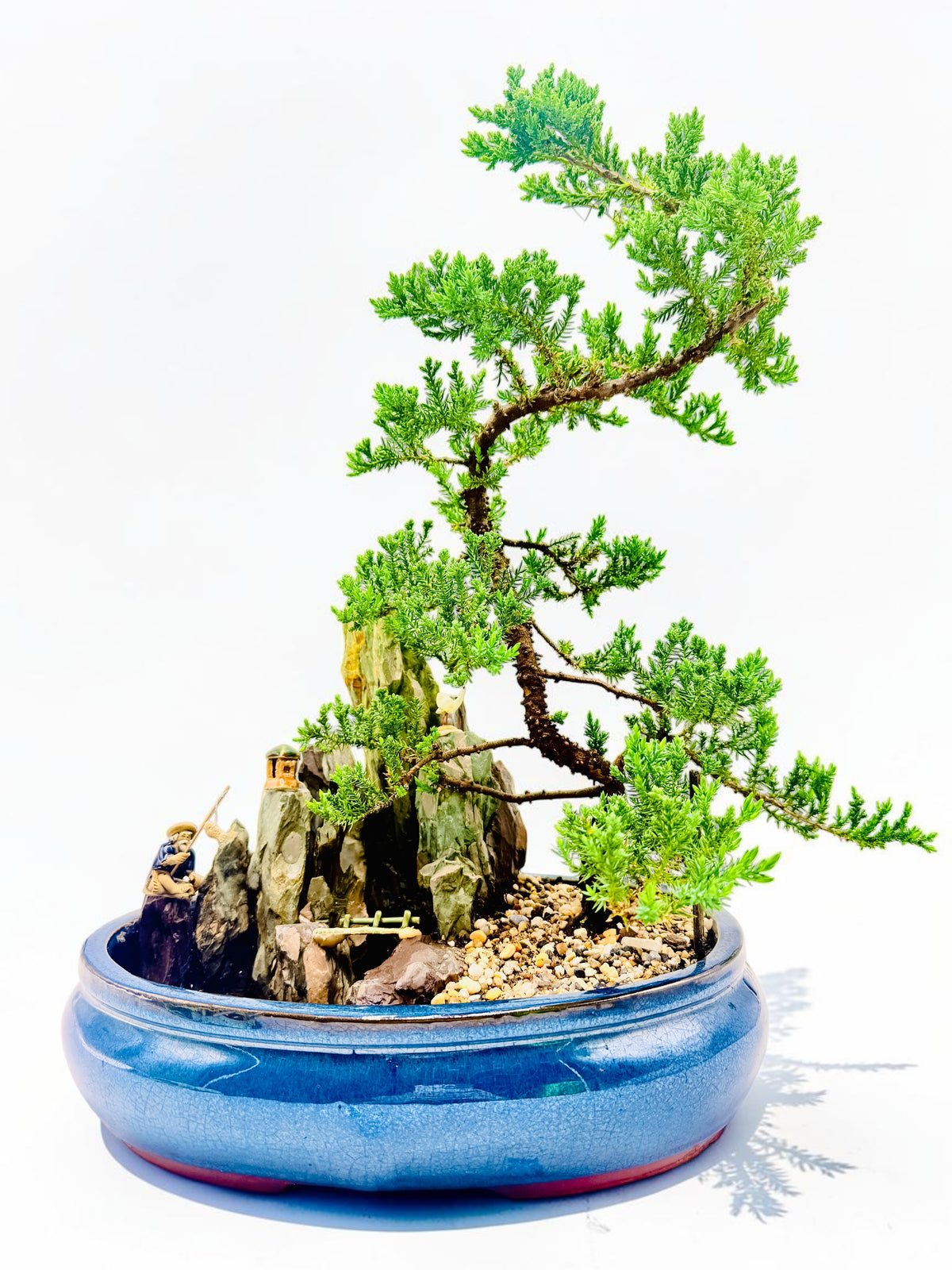14" Juniper With Rock Feature Bonsai Tree