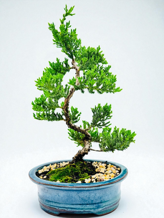 8 Inch Juniper Squamata Bonsai Tree - Teal Oval Pot