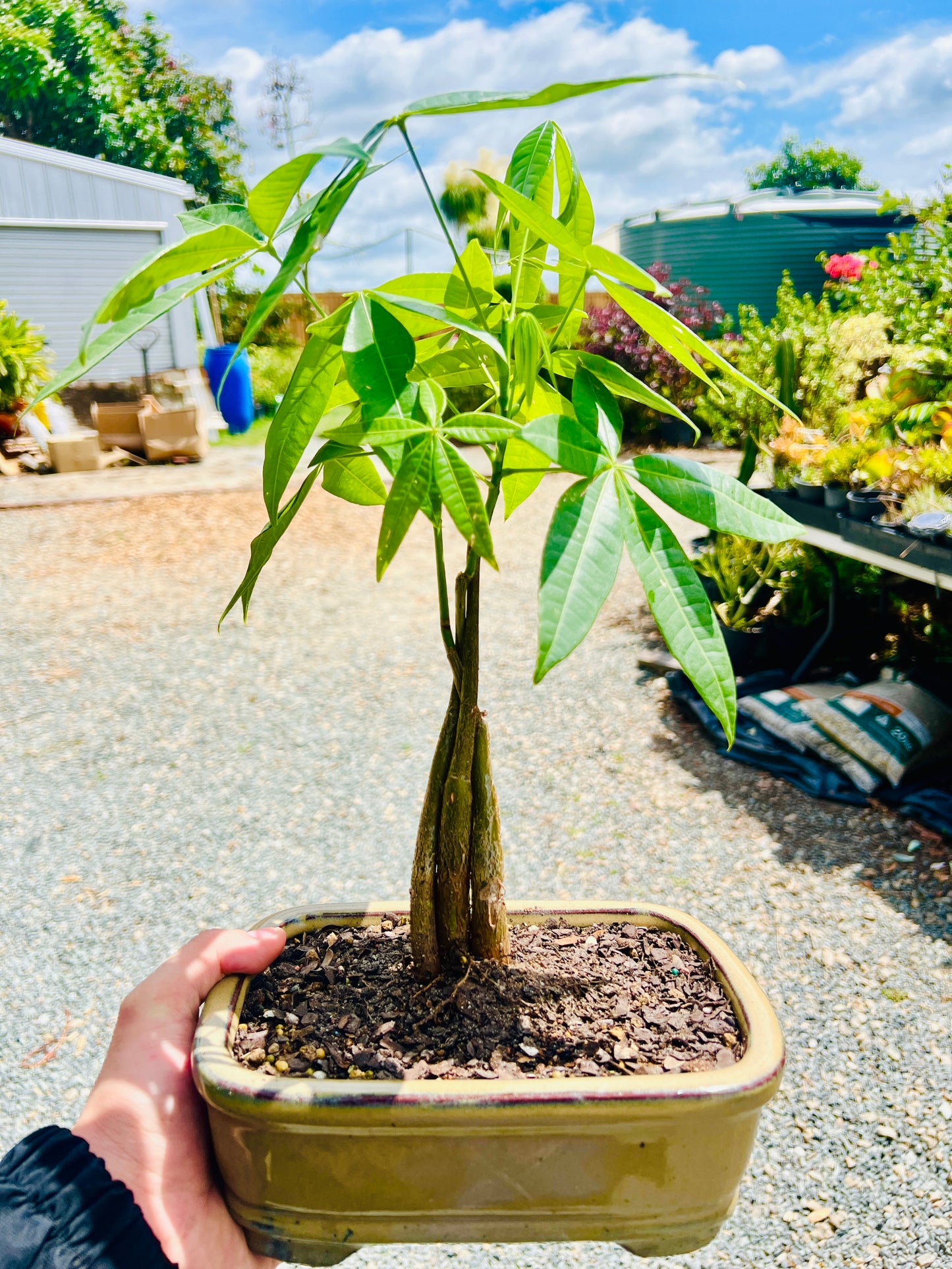 Triple Trunk Indoor Guiana Chestnut “Pachira Aquatica” Bonsai Tree 8 Inch 发财树
