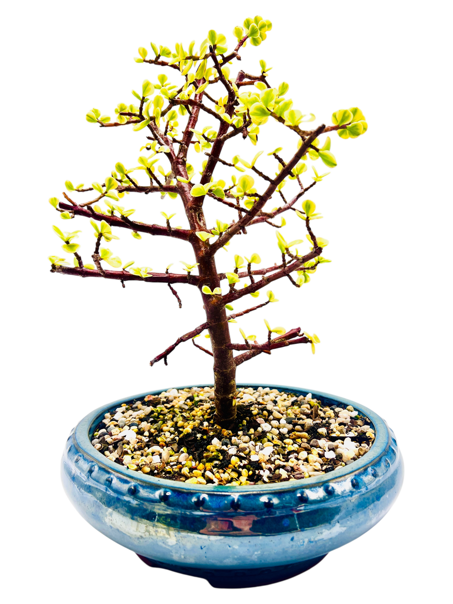 10 Inch Variegated Jade Bonsai Tree