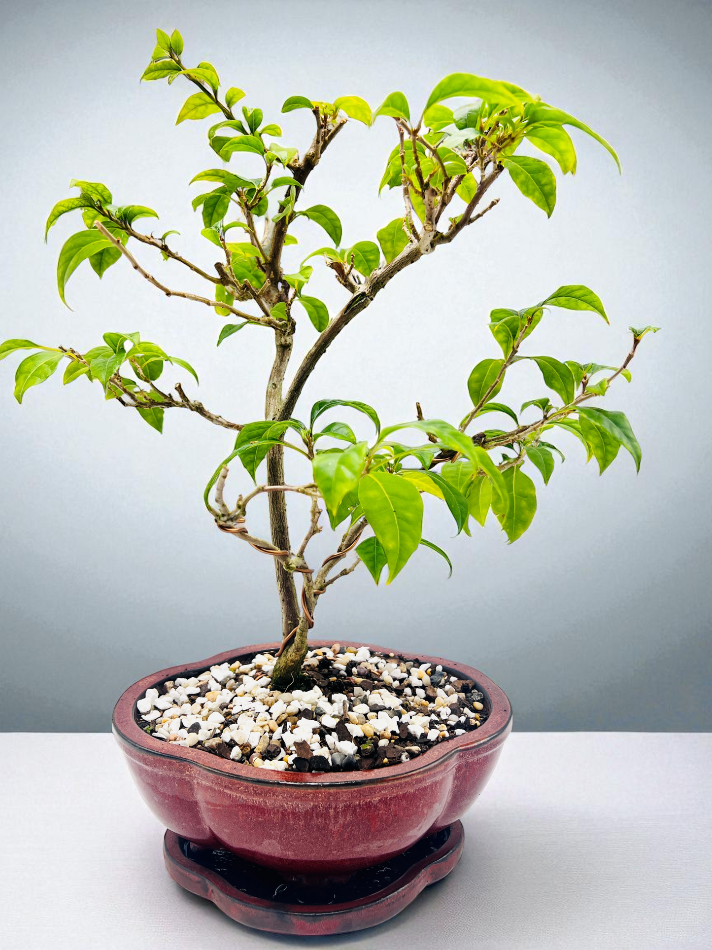 Special Request - 8” Purple Bougainvillea 6 Years Old 50cm Tall With Saucer