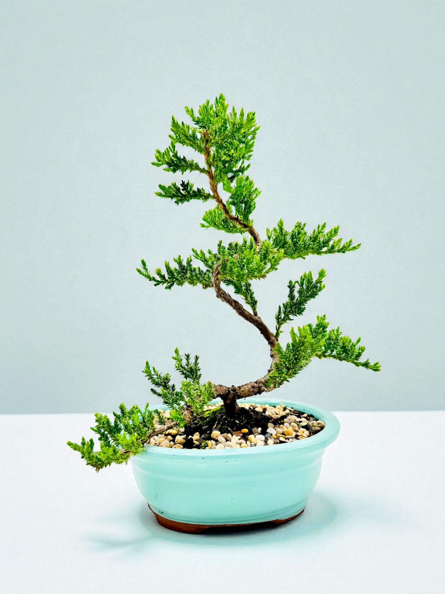 8 Inch Juniper Squamata Bonsai Tree - Turqoise Oval Pot
