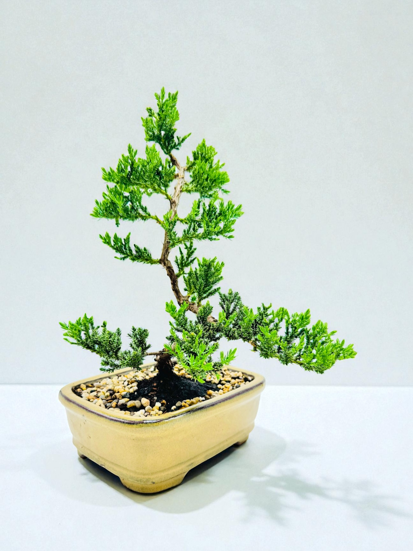 8 Inch Juniper Squamata Bonsai Tree - Yellow Rectangular P