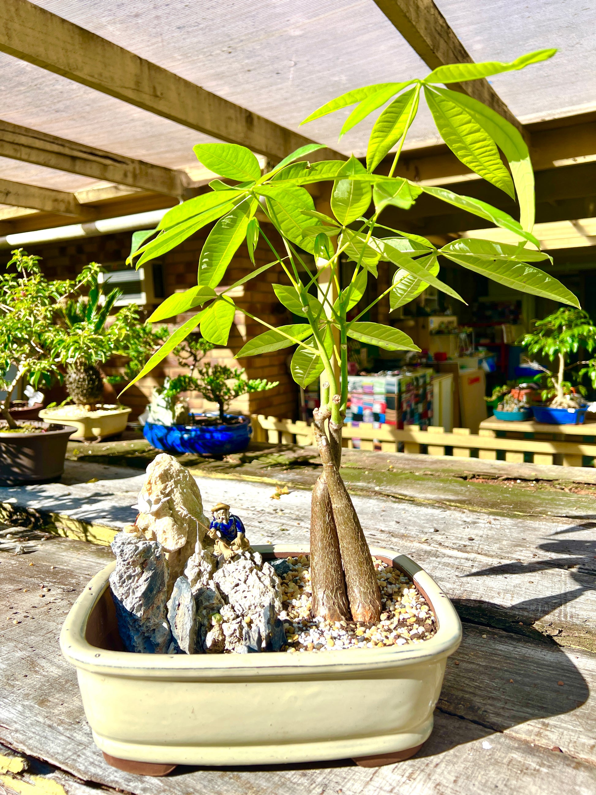 Rock Feature Twin Trunk Braided Indoor Guiana Chestnut “Pachira Aquatica” Bonsai Tree 12 Inch 发财树 - Bonsai Gifts Nursery