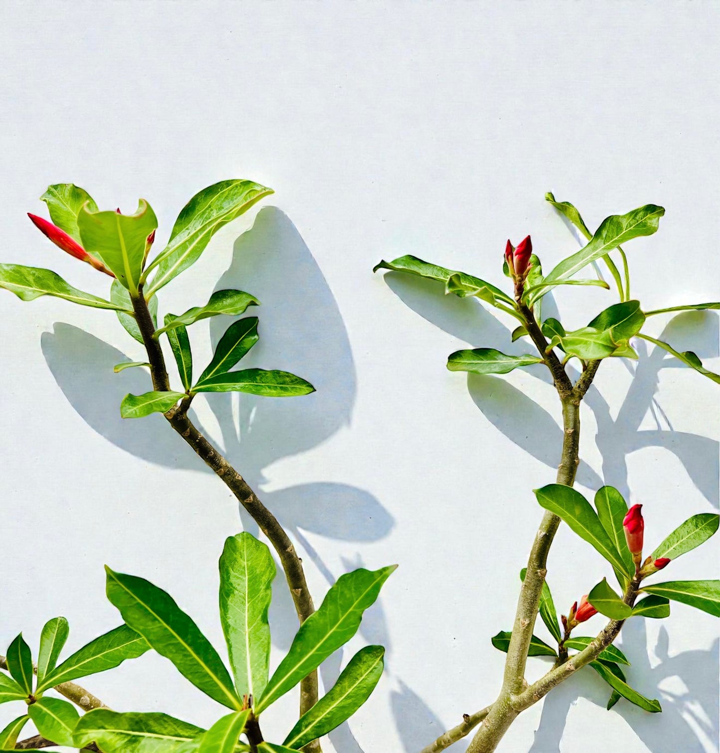 Red 70cm Tall Mature Desert Rose Bonsai Tree - Red Flowers