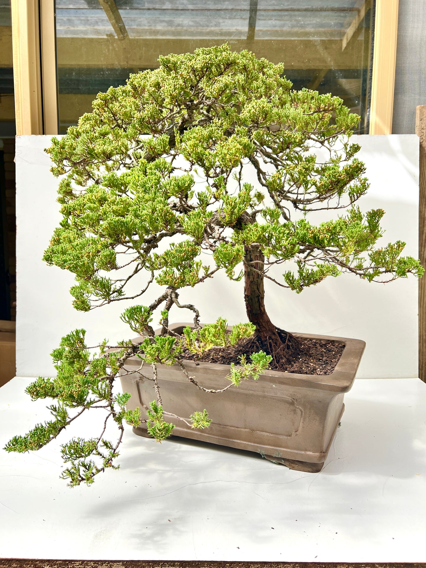 24 Year Old Juniper Squamata Bonsai Tree 85cm Tall - Bonsai Gifts Nursery