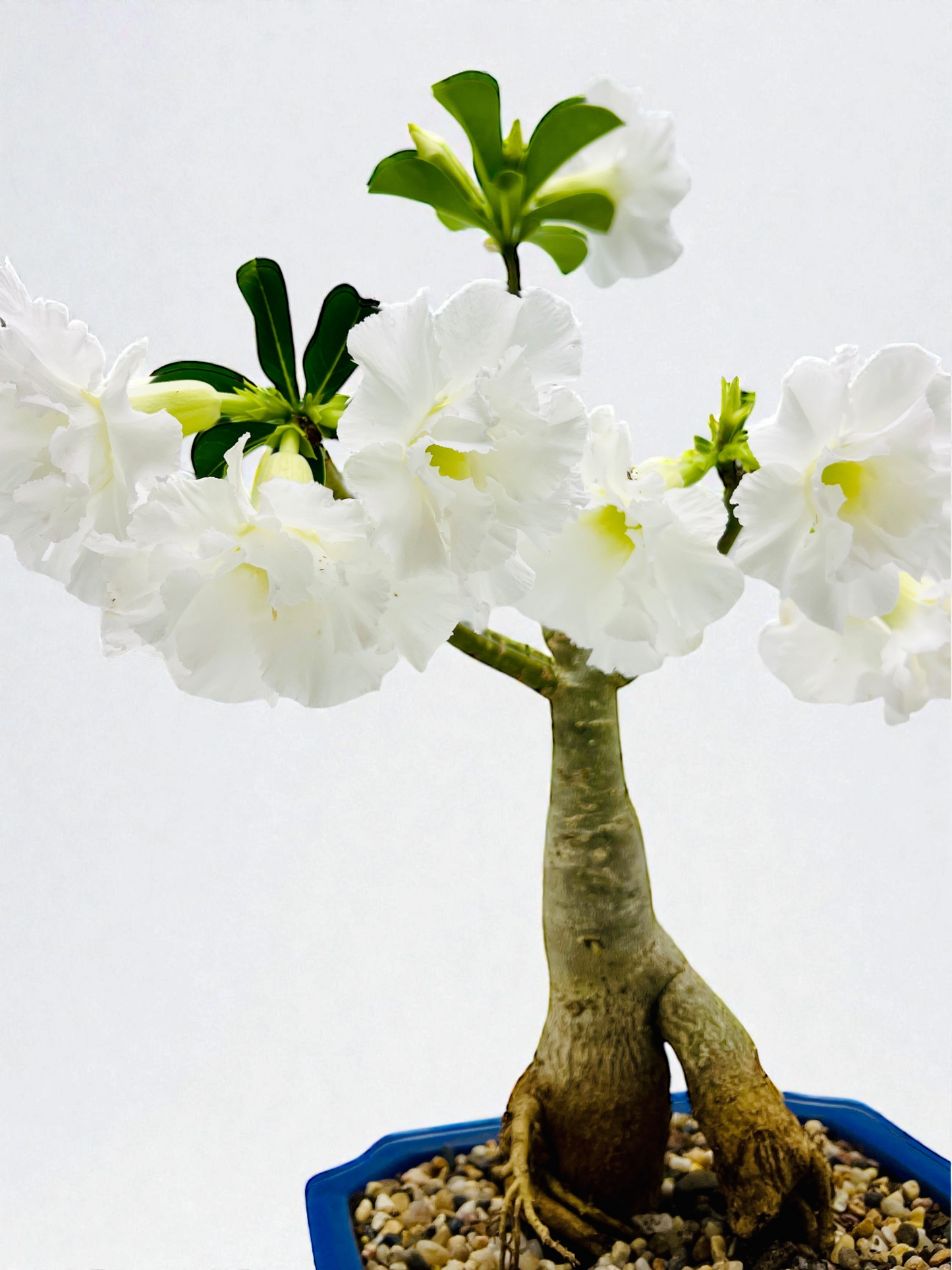 Double White Desert Rose Bonsai Tree