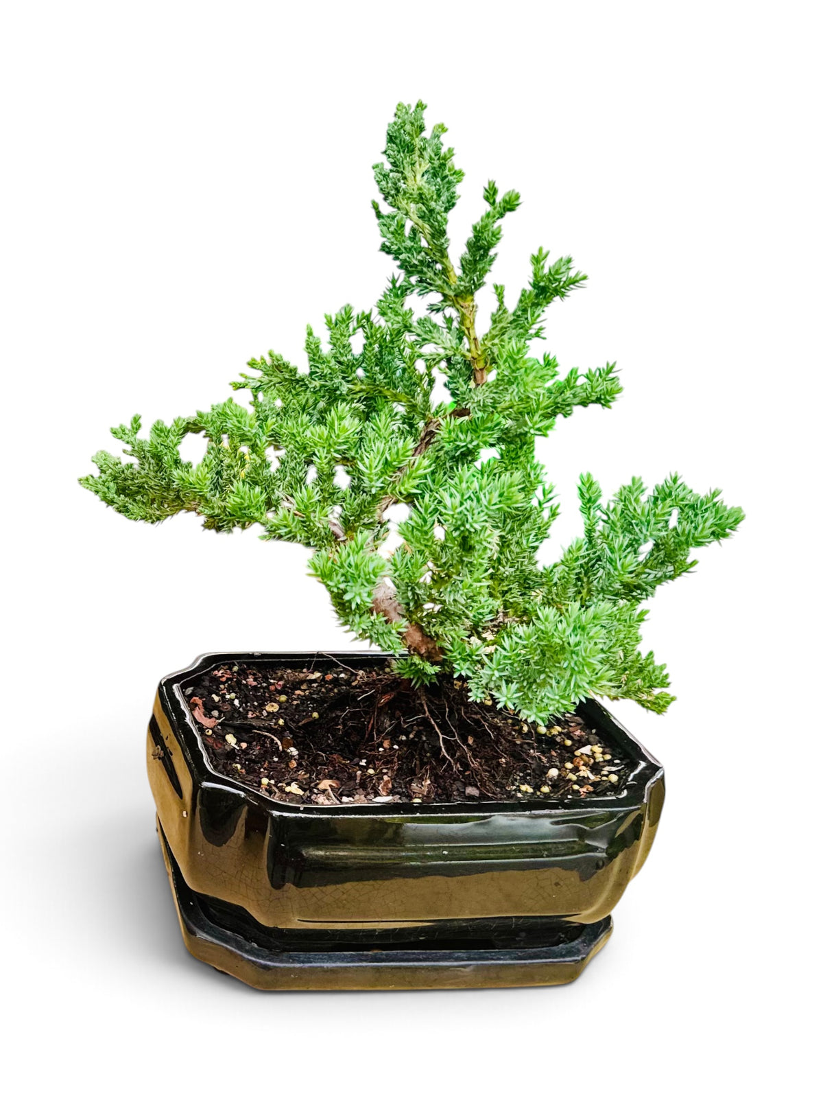 8” Juniper Squamata Bonsai Tree - Black Pot With Saucer