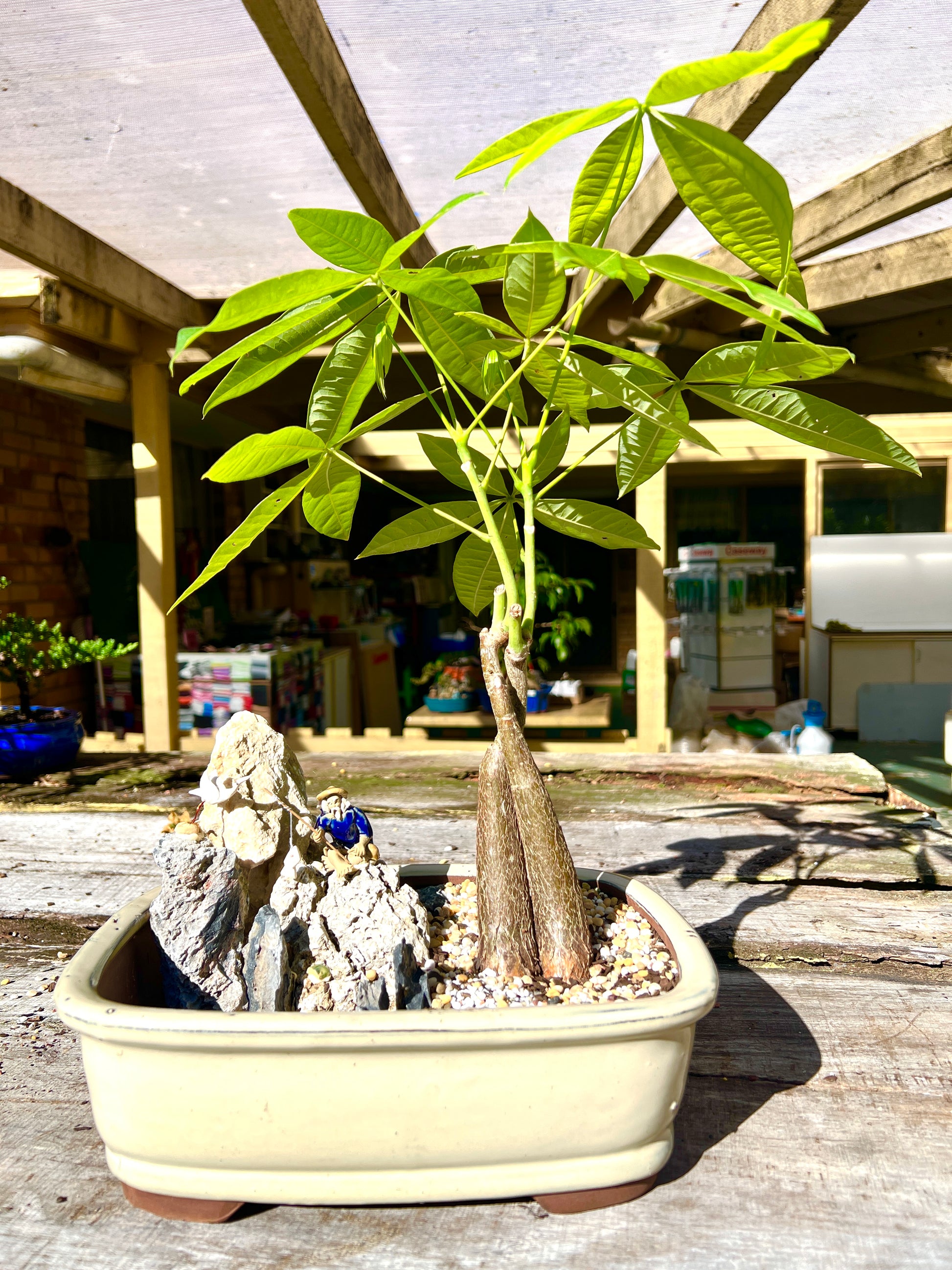 Rock Feature Twin Trunk Braided Indoor Guiana Chestnut “Pachira Aquatica” Bonsai Tree 12 Inch 发财树 - Bonsai Gifts Nursery