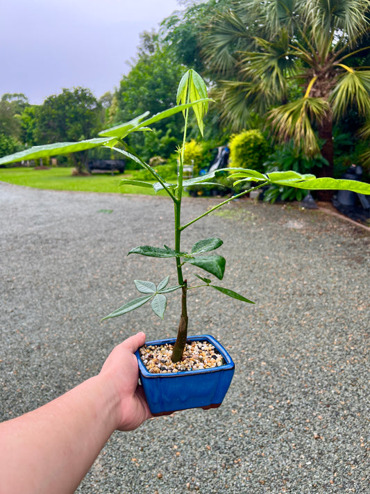 Indoor Guiana Chestnut “Pachira Aquatica” Bonsai Tree 发财树 - Bonsai Gifts Nursery