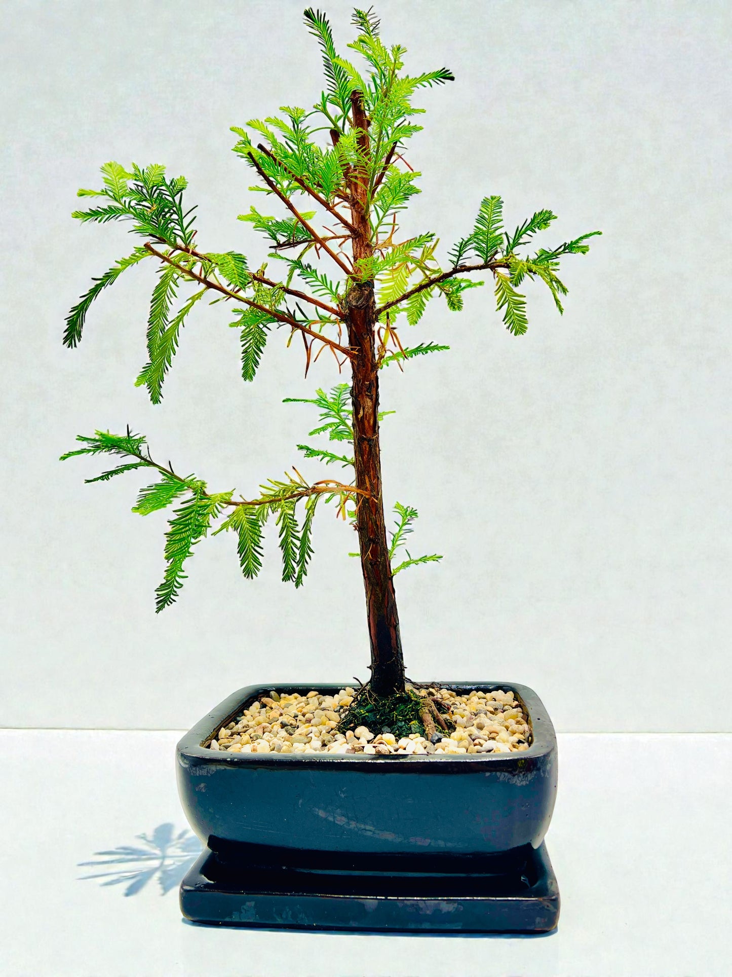 8” Swamp Cypress Bonsai With Saucer