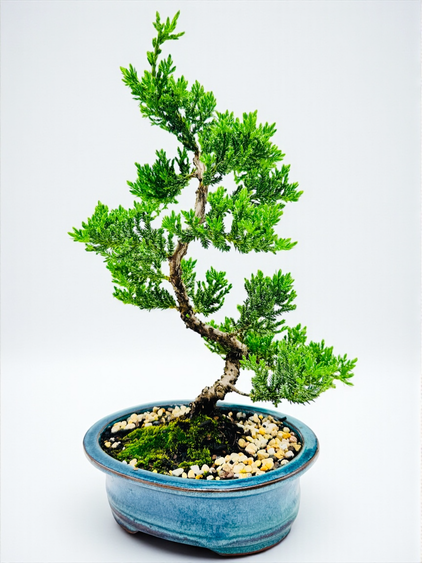 8 Inch Juniper Squamata Bonsai Tree - Teal Oval Pot