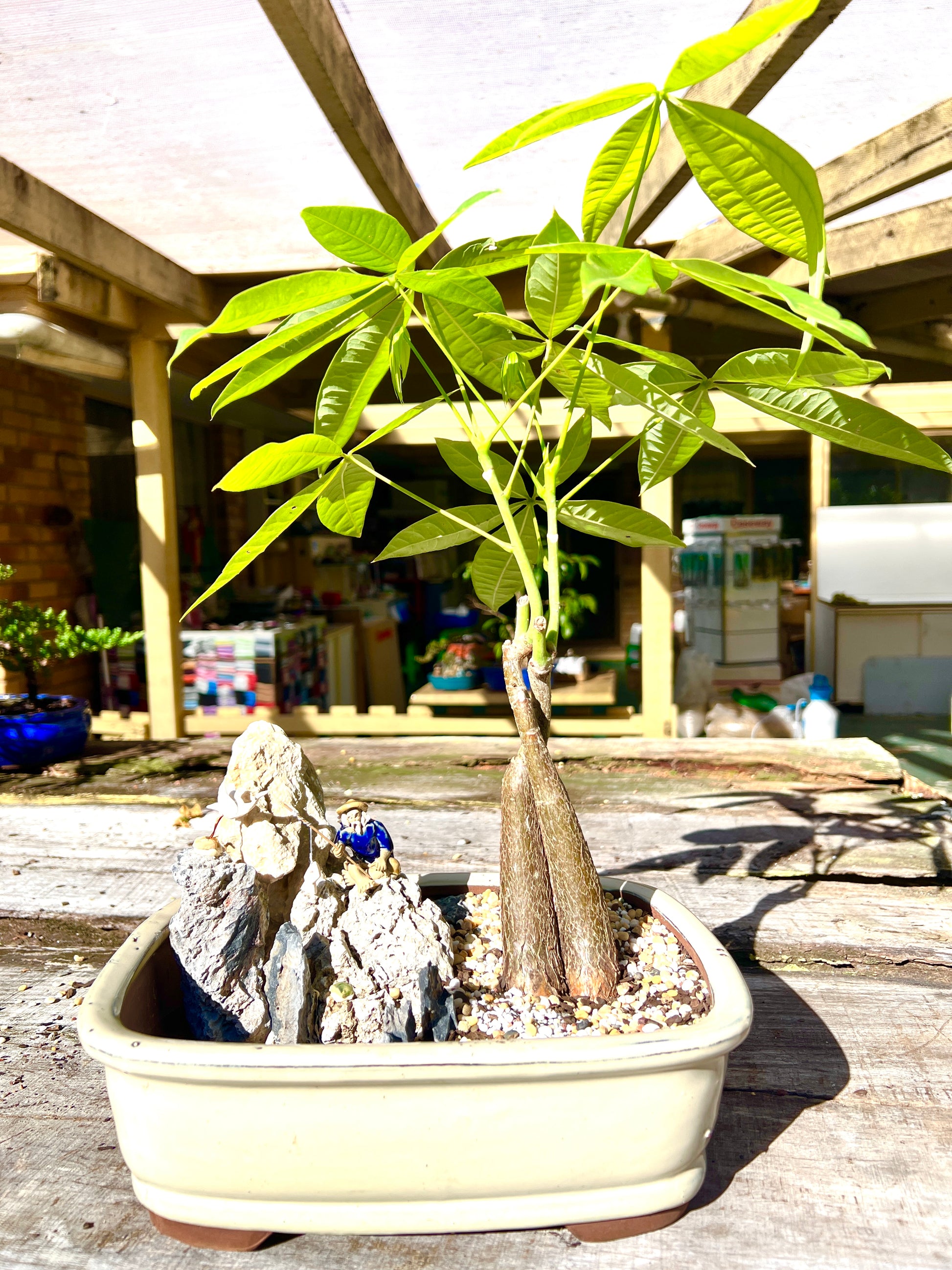 Rock Feature Twin Trunk Braided Indoor Guiana Chestnut “Pachira Aquatica” Bonsai Tree 12 Inch 发财树 - Bonsai Gifts Nursery
