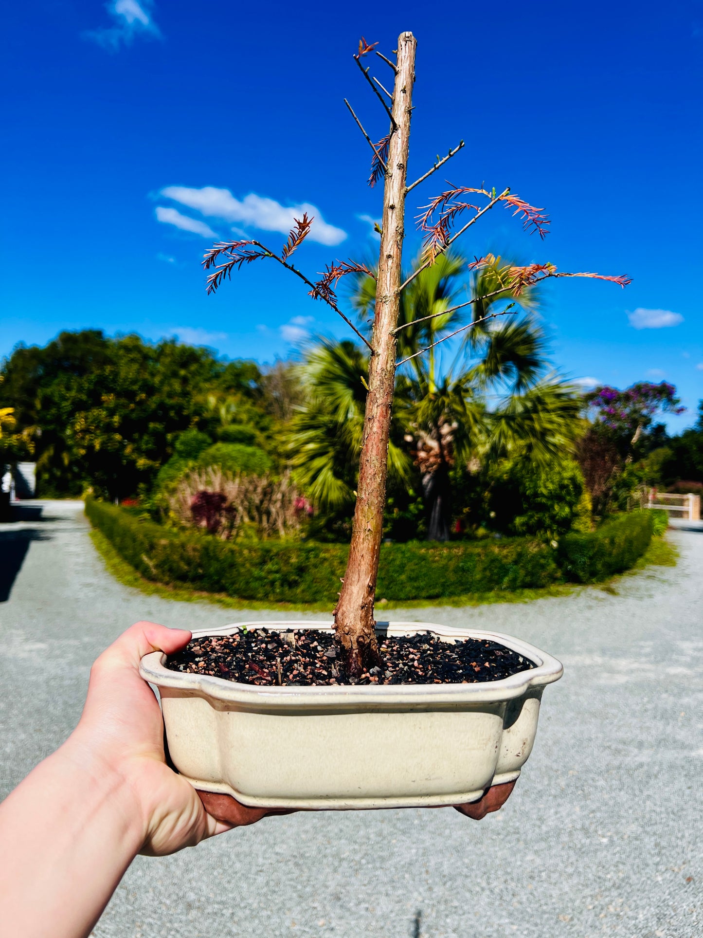 Swamp Cypress Bonsai