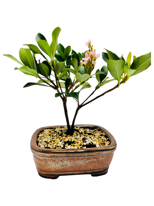 Hawthorn “Cherry Blossom” Bonsai Tree 7 Inch