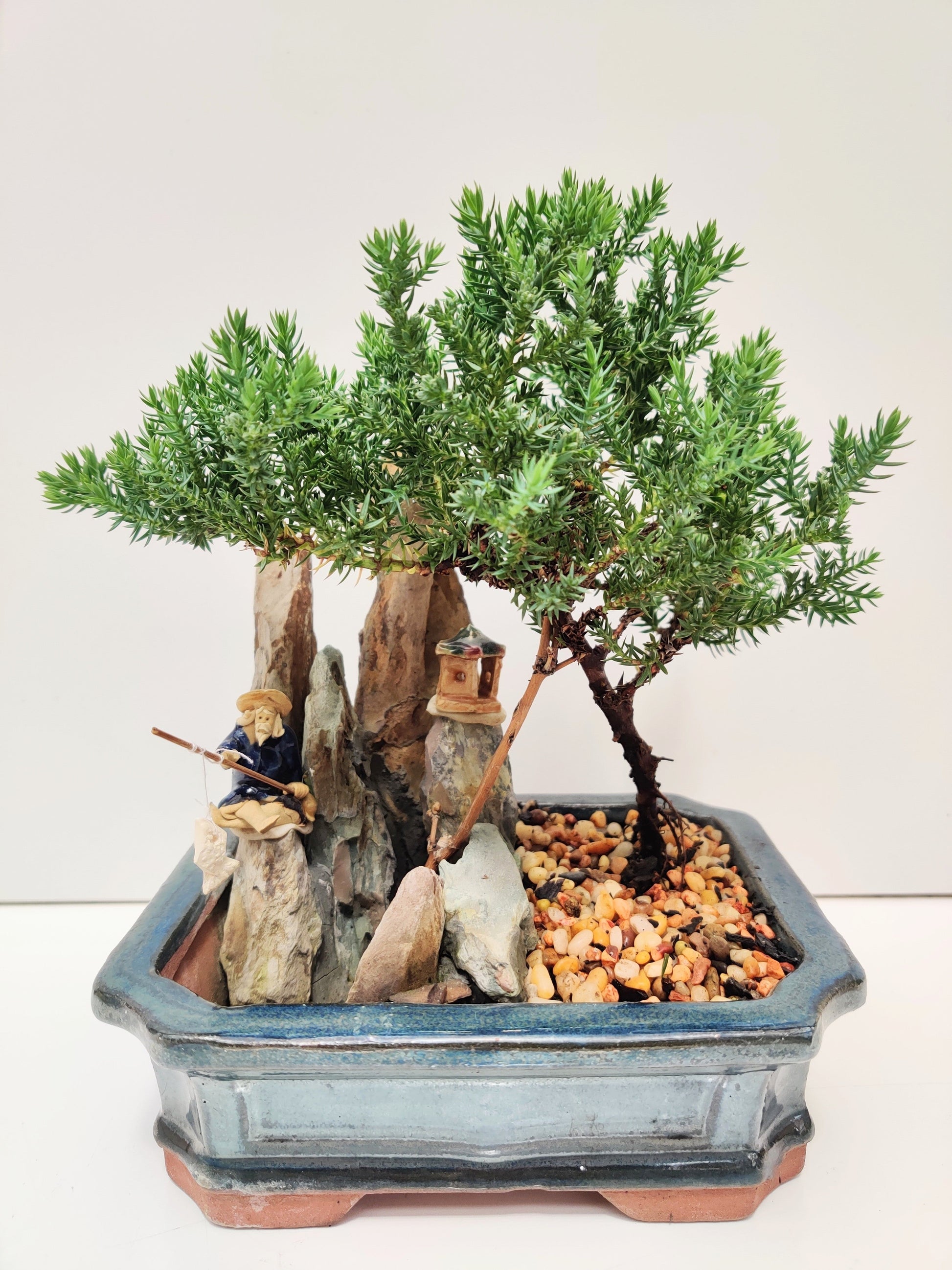 6" Juniper with Rock Feature Bonsai Tree - Bonsai Gifts Nursery